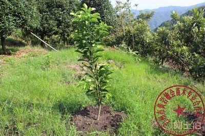 【2年嫁接玉環文旦柚子樹苗廠家直銷專業培育保質量敏會苗木】臺州市黃巖敏會苗木專業合作社 - 產品庫