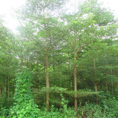 【急 急 急 8000棵步步高(發財樹)風景樹急需銷售】批發,供應,價格,廠家,雙魚和玉-中國惠農網