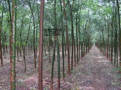 耐寒苗木、北欒、垂柳、旱柳、國槐圖片