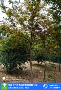 苗木 蕪湖天藝園林紅葉石楠 苗木種植基地