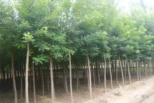 2017年國內部分地區苗木市場情況分析