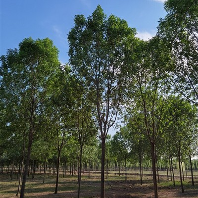 10公分白蠟苗木價格