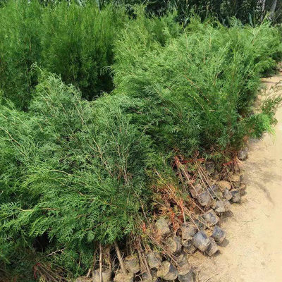 山東側柏 基地側柏一棵多少錢-綠化苗木