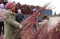 低價直銷 紅瑞木 丁香 各種規(guī)格 量大從優(yōu)[供應]_綠化苗木_世界工廠網(wǎng)中國產(chǎn)品信息庫