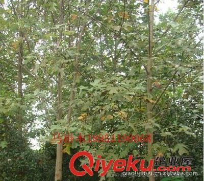 廠家專業(yè)供應馬褂木等綠化苗木(圖)-沭陽縣威宇花木銷售中心提供廠家專業(yè)供應馬褂木等綠化苗木(圖)的相關介紹、產品、服務、圖片、價格沭陽縣威宇花木銷售中心、金葉女貞;紅葉小檗;小龍柏;地柏;灑金柏;南天竹;迎春;連翹;月季花;紅王子錦帶;水臘;劍麻;金娃娃萱草;玉簪;鳶尾;棣棠;繡線菊;紅瑞木;紫荊;紫薇等綠化苗木