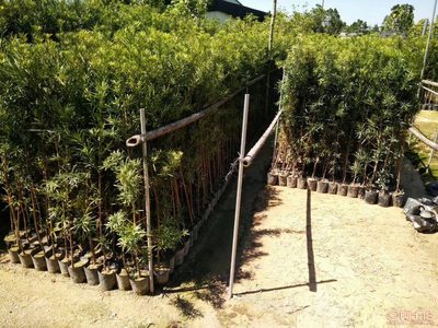 【羅漢松培養(yǎng)基地、羅漢松小苗直銷、質優(yōu)價廉】綠化苗木,價格,廠家,供應商,花木,龍海市東泗興輝園藝場 - 產品庫