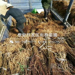 【新梨7號梨苗批發(fā)基地、新梨7號梨苗多少錢一棵】-