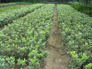 瀏陽苗木場(chǎng) 金邊七里香2