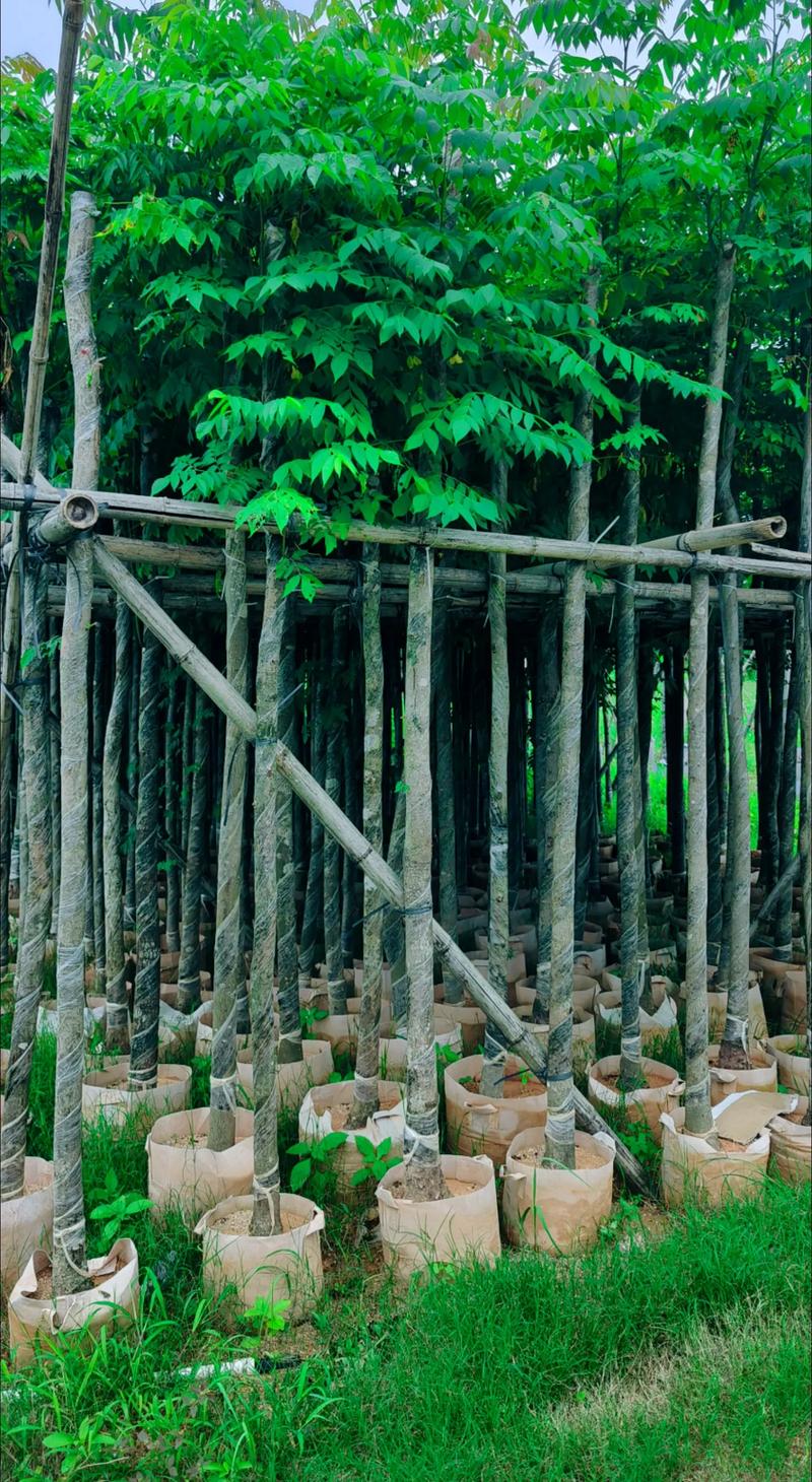 國(guó)慶花～欒樹(shù)5公分袋苗.#苗木種植基地 #全網(wǎng)搜索苗木有緣人