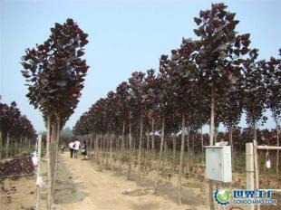 供應(yīng)全紅楊、紅桂、紅葉石楠等綠化苗木_農(nóng)副產(chǎn)品_世界工廠網(wǎng)中國(guó)產(chǎn)品信息庫(kù)