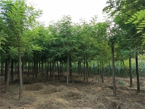 鄧州4公分刺槐多少錢一棵 精品苗木