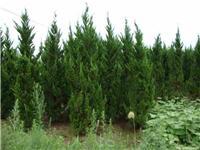 找鄢陵河南檜的苗木價格價格、圖片、詳情,上一比多_一比多產品庫