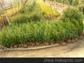 色塊類苗木供應商及批發市場概覽