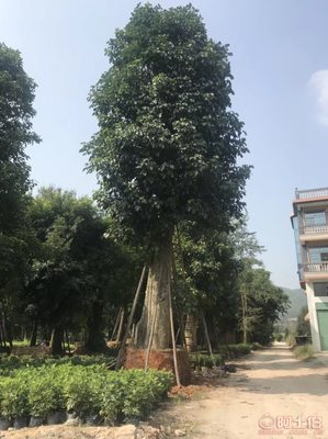 綠化苗木新選擇 骨架香樟最新報價與供應商信息詳解