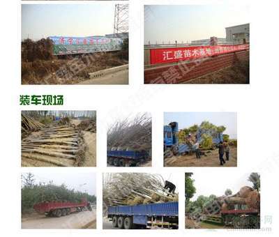 2014年河北石家莊9公分全冠速生法桐價(jià)格分析與市場(chǎng)前景