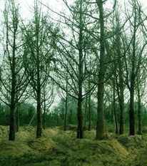 苗木供應(yīng)信息 - 中國(guó)花木資訊網(wǎng) | 園林苗木報(bào)價(jià)、供求信息與花木行情分析