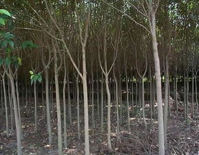 高桿女貞苗木圖片與南京市浦口區(qū)永賢苗圃場的專業(yè)種殖業(yè)務