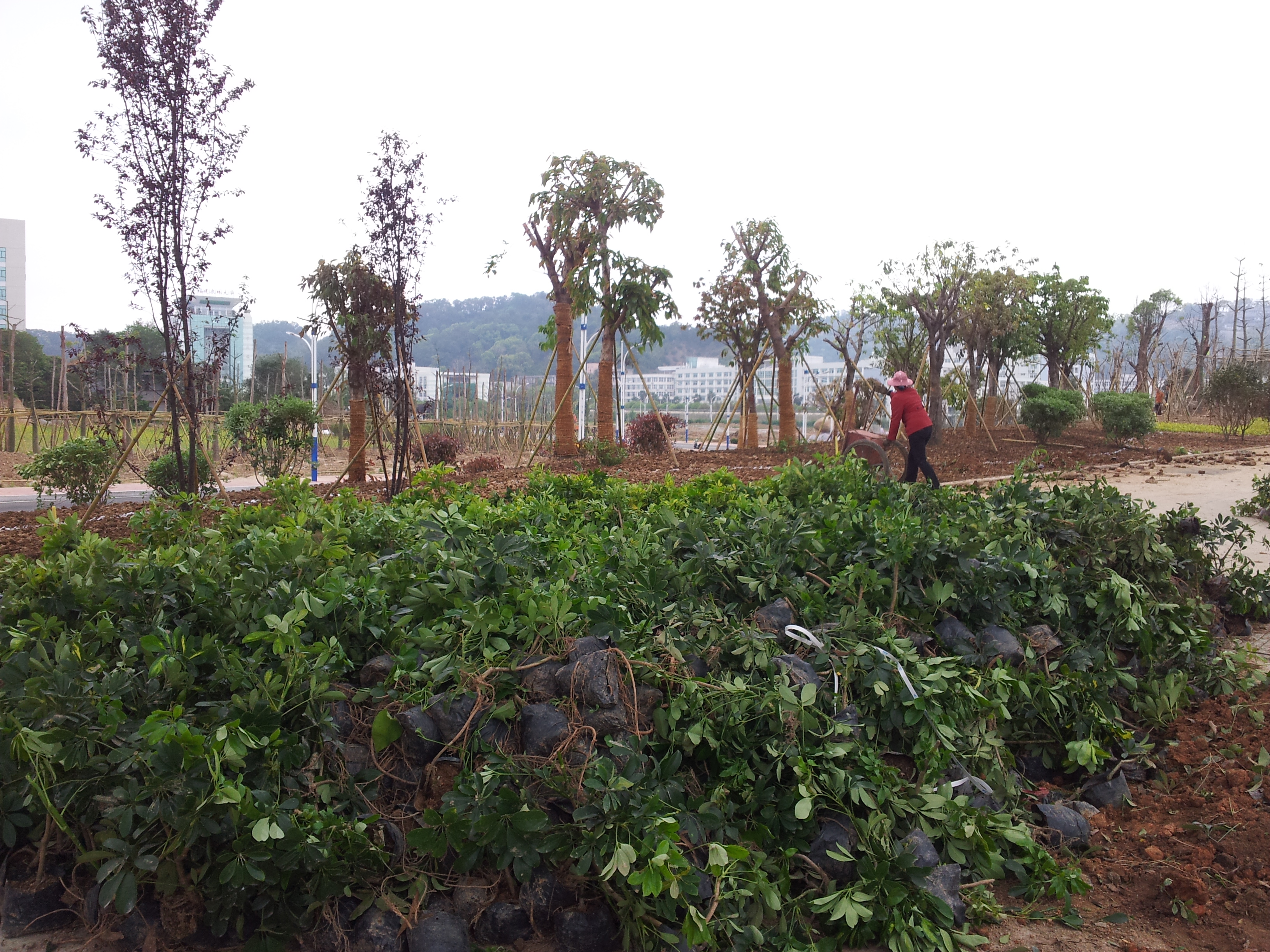 擋土墻苗木種植與地被苗木種植 林業(yè)種植中的生態(tài)與工程結合
