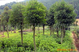 陳向前林業(yè)綠化苗木產品全覽