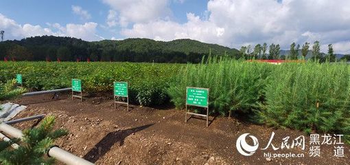 黑龍江省林草局召開現場推進會 以花卉種植為支點，撬動產業興、職工富、生態美的新型林場建設