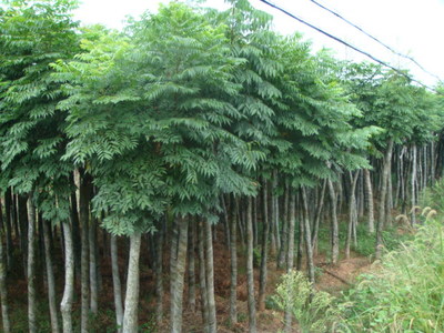 杜鵑苗木的栽培與養(yǎng)護(hù)指南